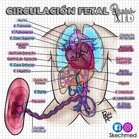 Circulación Fetal Paola Ríos Dr. Vago/Stektchmed Facebook e Instagram ...