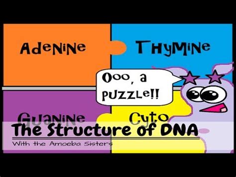 Dna Structure And Function Worksheet Answers - Chart Sheet Gallery