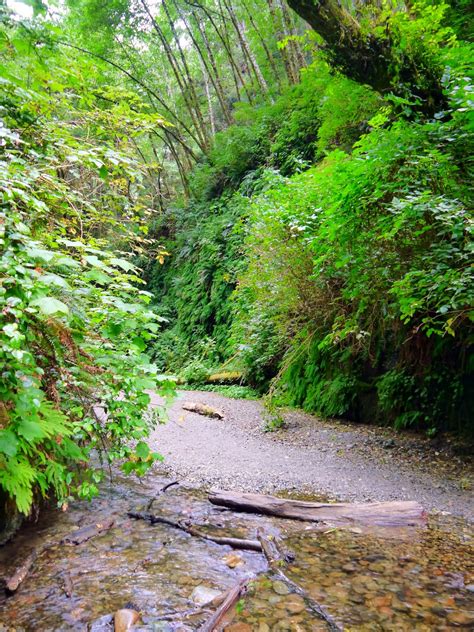 American Travel Journal: Fern Canyon Trail - Redwood National and State ...