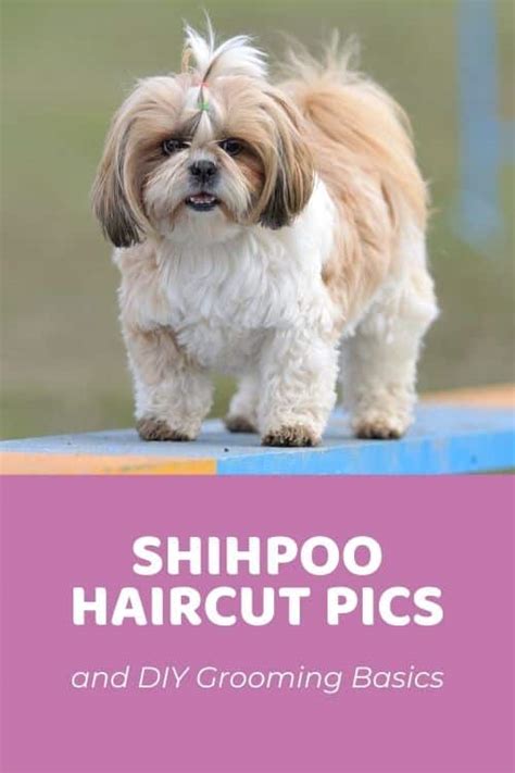 Top Shih Poo Haircuts & DIY Shih Poo Grooming Tips