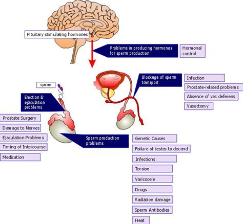 Fertility: The Male Factor