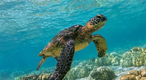 Green Sea Turtle | The Nature Conservancy