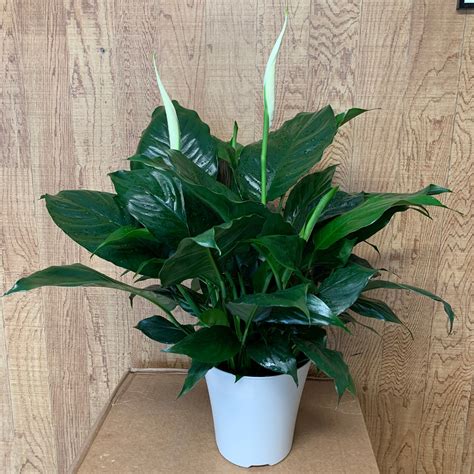 Peace Lily Clean Air Plant Family Farm Quality Live Indoor Spathiphyllum 6 Pot 14-18 in Tall ...