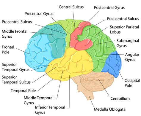 brain-anatomy-cropped - Access - End Dyslexia