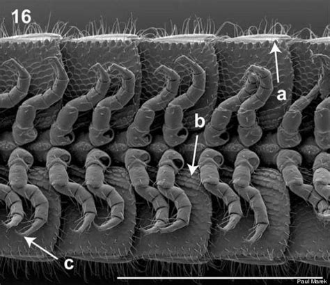 Animal With Most Legs: World Record Millipede Has 750 Limbs, 'Amazingly Complex Anatomy ...