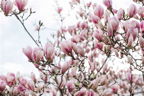 How to Grow and Care for Saucer Magnolia