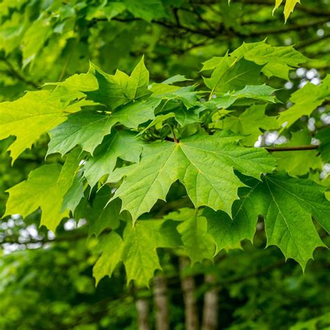 Acer saccharum - Sugar Maple | Western Star Nurseries