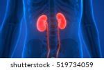 Human Kidneys Free Stock Photo - Public Domain Pictures