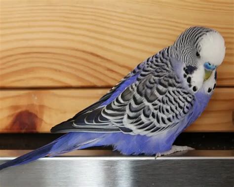 Why Is My Budgie Making Weird Noises? (Budgie Sounds & Their Meaning ...