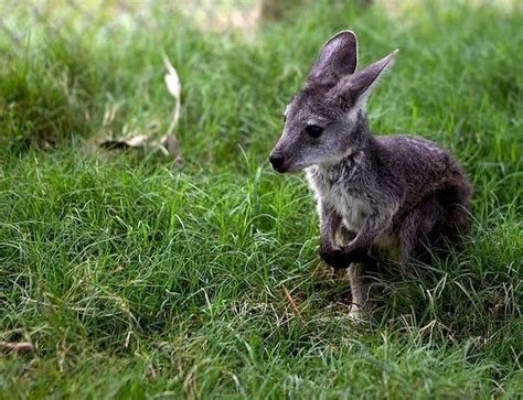 wallaroo | Australian animals, Baby animals, Cute animals