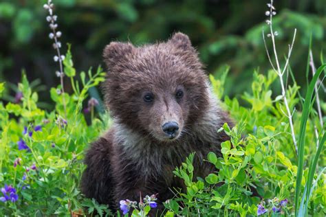 Flower Cub | Lake Clark NP | Joseph C. Filer Fine Art Photography