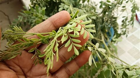 Moringa (Sahajana) leaf benefits ( Urdu,Hindi) - YouTube