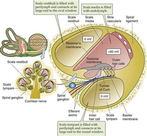 Vestibular and Auditory Transduction: Hair Cells - Sensory Transduction - The Nervous System ...