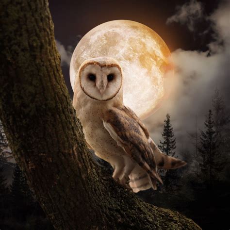 The Spiritual Meaning of Owl Hooting at Night - Awakening State