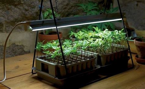 LED grow lights: The NASA’s technology for Indoor Gardens