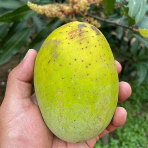 Jual Bibit Mangga Kweni Super Manis | Shopee Indonesia