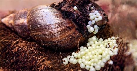 Snail Eggs: What They Look Like & 7 Fun Facts - A-Z Animals