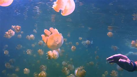 Jellyfish Lake, Rock Islands, Palau (GoPro HD2) - YouTube