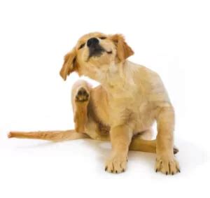 7 Tips for Flea and Tick Prevention | The Village Vets