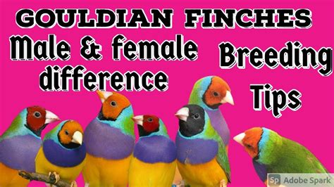 Know about all details for gouldian finches | male & female difference | gouldian finches ...