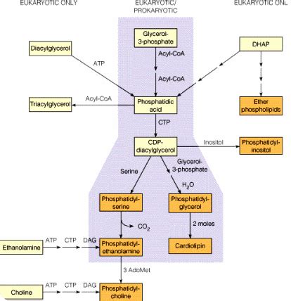 Glycerophospholipids: What is the basic biosynthesis mechanism?