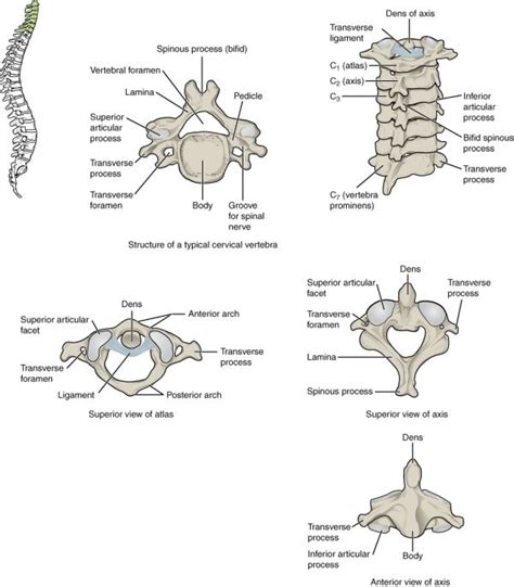 BIO201-IN-v9-Lessons - Lesson 5 - The Skeletal System II | Cervical ...