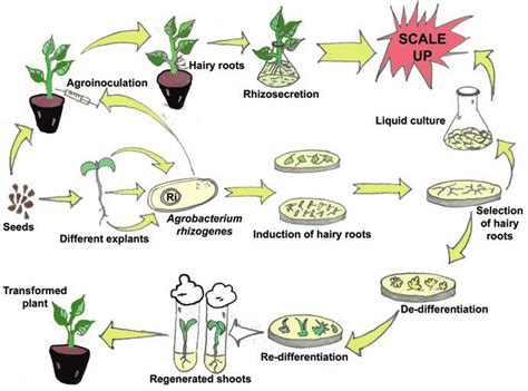 1 Induction of hairy root and its application | Download Scientific Diagram