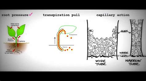 OCR AS Biology - Root Pressure, Transpiration pull, Capillary action and The Casparian strip ...