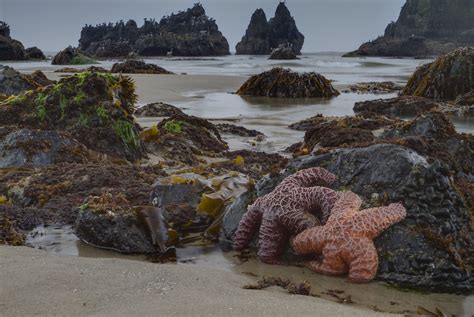 Oregon Coast - Low Tide (Ecola State Park) | Oregon Coast - … | Flickr