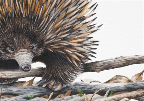 Echidna - Fine Art Print - Australian Wildlife Art by Rachel Hollis