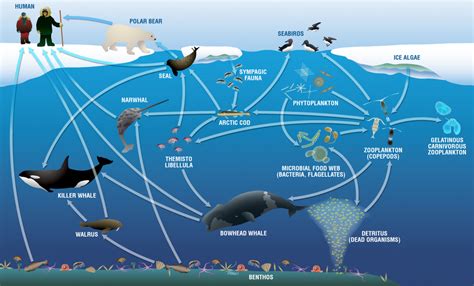 Food Web Marine Life