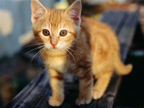 Wallpaper Cute orange kitten 1920x1200 HD Picture, Image