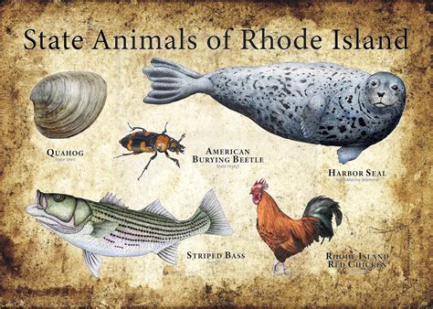 Rhode Island State Animals Poster Print | Etsy