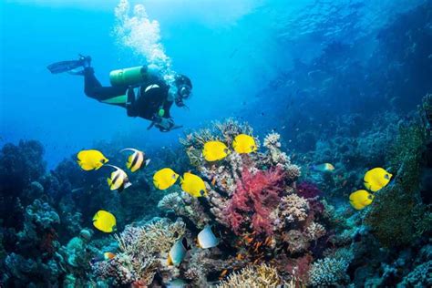 Hurghada: plongée en apnée avec Orange et Magawish Reef avec déjeuner ...