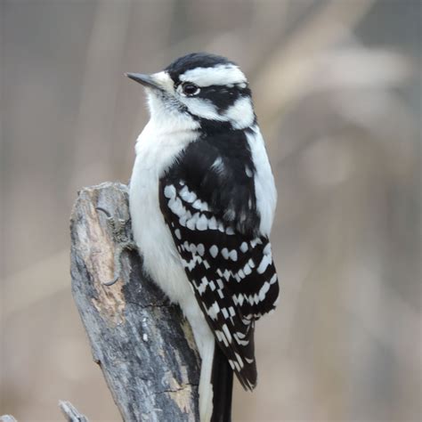 Black and white woodpecker | Black and white birds, Bird pictures, Pet birds