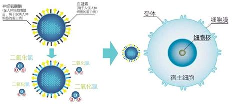 二氧化氯应用领域介绍_消毒知识_鼎诺消毒