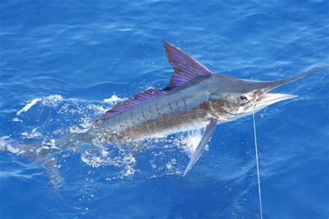 Striped Marlin | NOAA Fisheries