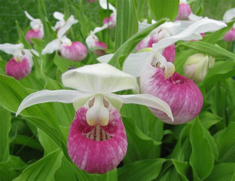 Pink & White Lady Slipper - MN state flower. So many memories of seeing ...