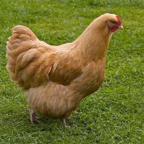 16 Friendliest Chicken Breeds to Keep as Pets | Know Your Chickens