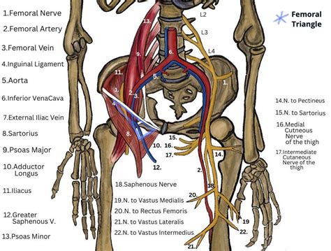 The Femoral Nerve Entrapment And Anterior Thigh Pain