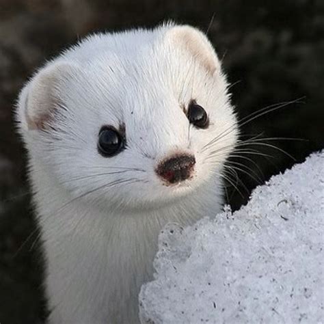 Snow weasel | Cute animals, Animals beautiful, Animals