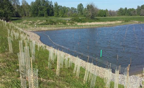 Wetland Restoration • MFA