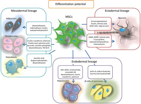 Concise Review: Mesenchymal Stem Cells: From Roots to Boost ...