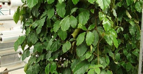 {Vitaceae} Tetrastigma Voinieranu,Chestnut Vine, Plant Fact, Care & Benefits - Indoor Plants ...