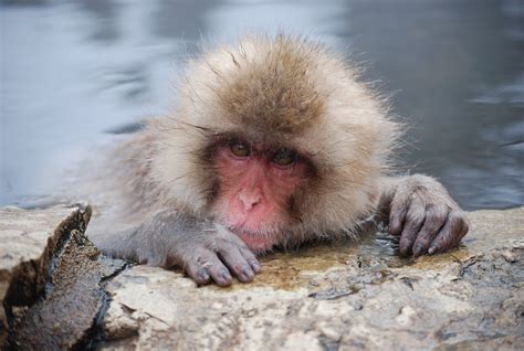 Japan Journal: Snow Monkeys, the Japanese "Alps" and Onsen