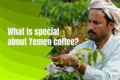 History Of Coffee In Yemen, Taste, Origin, Brewing Method - typescoffee