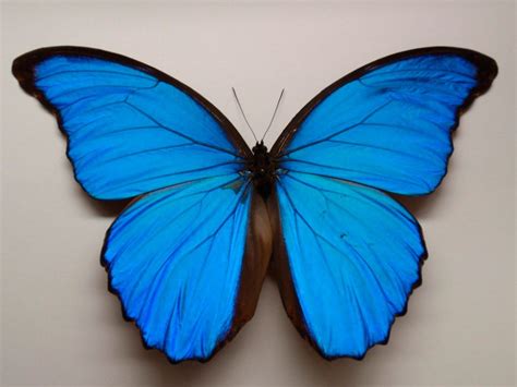 Mariposas Azules Brillantes | www.pixshark.com - Images Galleries With ...