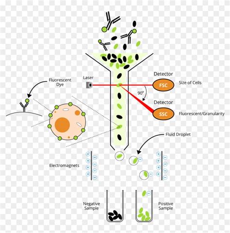 Plant Cell Flow Chart And Animal Cytometry Fundamental - Facs, HD Png Download - 954x921 ...