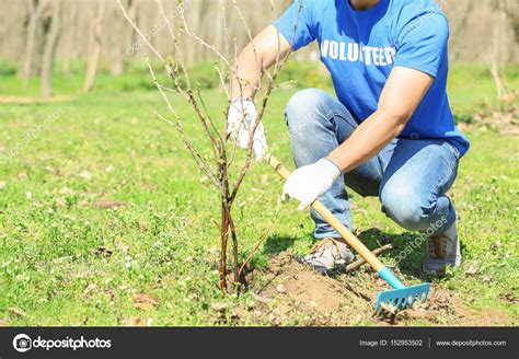 Young volunteer planting tree Stock Photo by ©belchonock 152953502