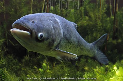 Bighead Carp stock photo - Minden Pictures